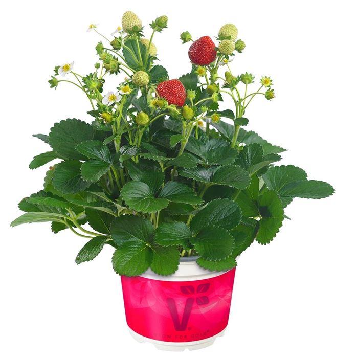 Aufrechte Erdbeere 'Delizz®'