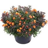 Inkalilie Summer Paradise 'Indian Summer®'