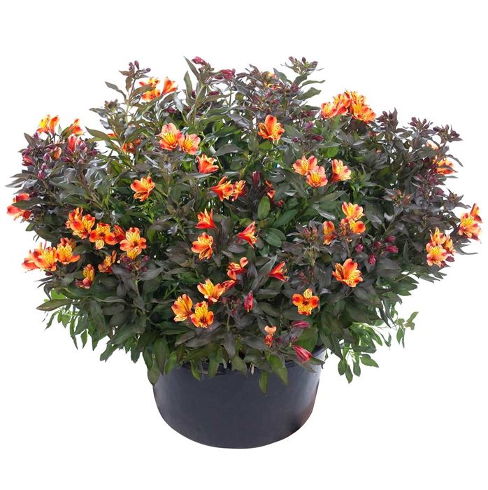 Inkalilie Summer Paradise 'Indian Summer®'