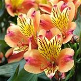 Inkalilie Summer Paradise 'Indian Summer®'