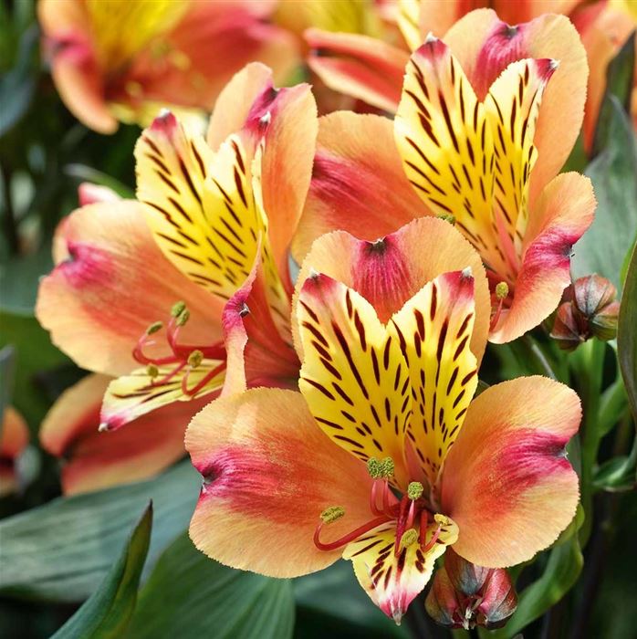 Inkalilie Summer Paradise 'Indian Summer®'