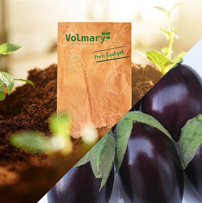 Balkon-Aubergine 'Diamond Purple' F1