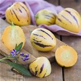 Pepino-Birnenmelone 'Copa®'