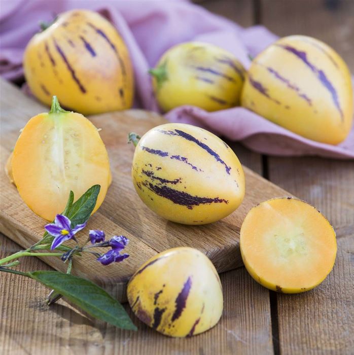 Pepino-Birnenmelone 'Copa®'