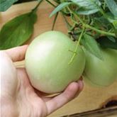 Pepino-Birnenmelone 'Copa®'