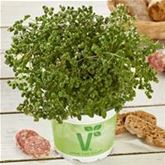 Italienischer Majoran 'Venezia'