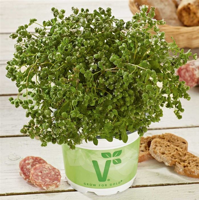 Italienischer Majoran 'Venezia'