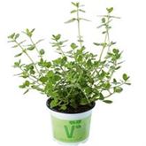 Italienischer Majoran 'Venezia'