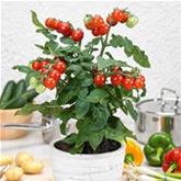 Perlen-Tomate 'Summerpearls'