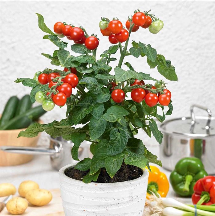 Perlen-Tomate 'Summerpearls'