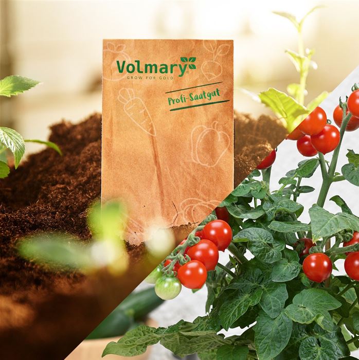 Perlen-Tomate 'Summerpearls'