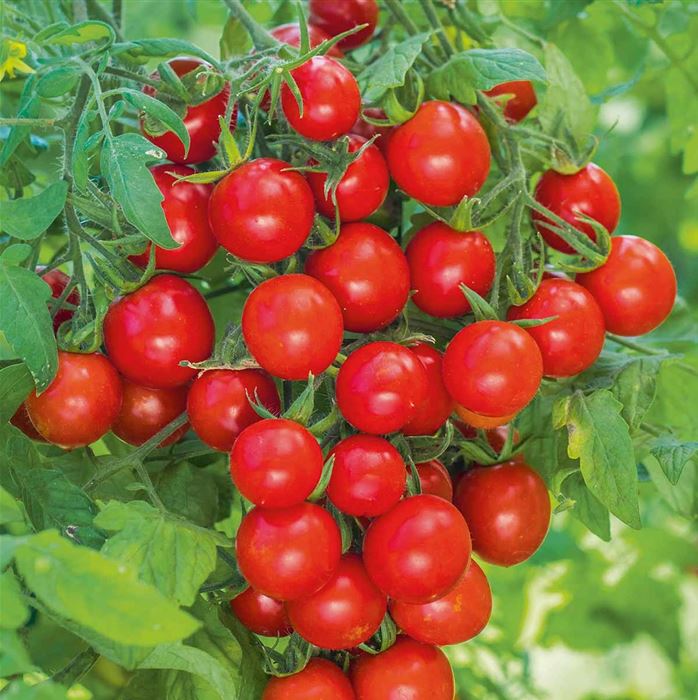 Balkon-Cherry-Tomate 'Tom Red' F1