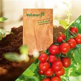 Balkon-Cherry-Tomate 'Tom Red' F1