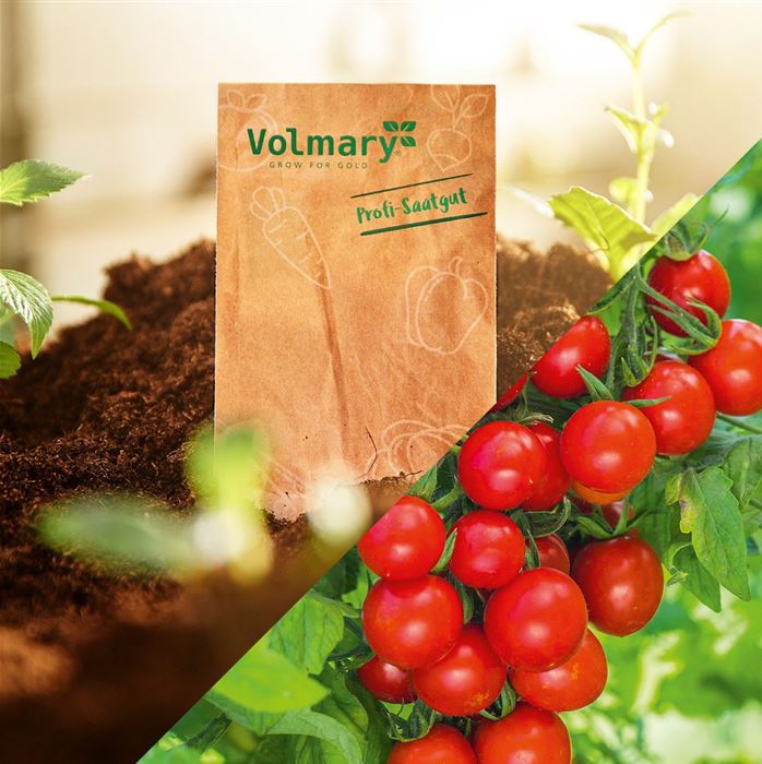 Balkon-Cherry-Tomate 'Tom Red' F1