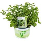 Erdbeer-Minze Almira®