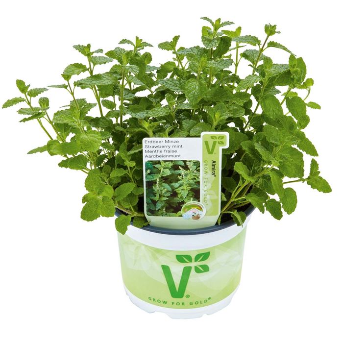 Erdbeer-Minze Almira®