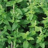 Erdbeer-Minze Almira®