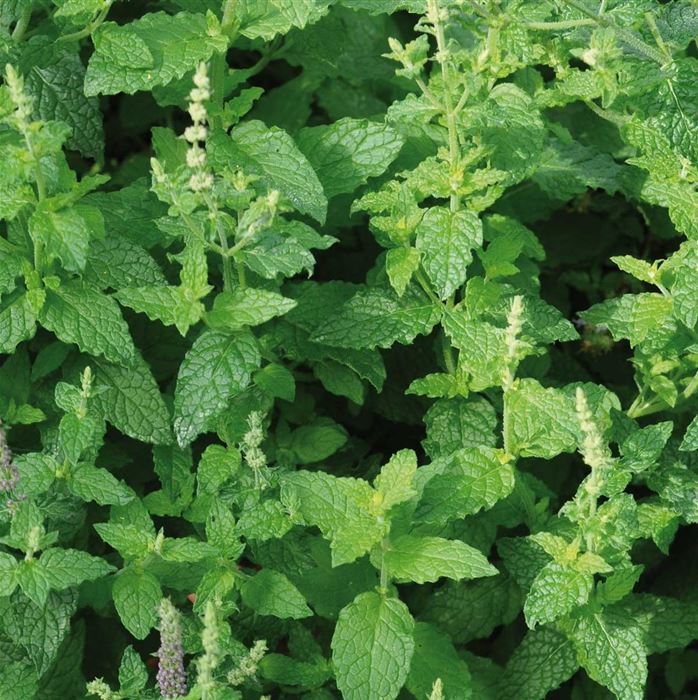 Erdbeer-Minze Almira®