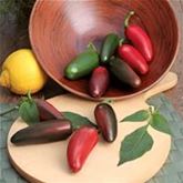 Jalapeno-Chili 'Samira® Shiny' F1