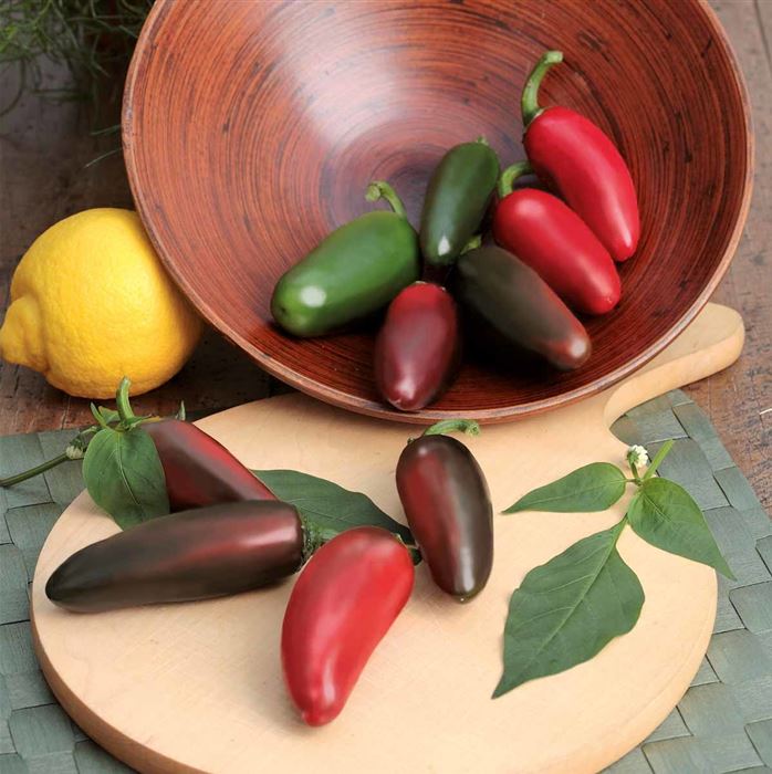 Jalapeno-Chili 'Samira® Shiny' F1