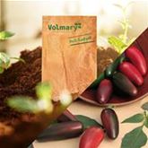 Jalapeno-Chili 'Samira® Shiny' F1