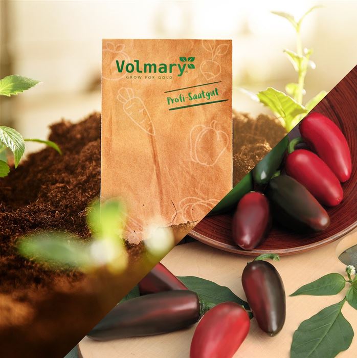 Jalapeno-Chili 'Samira® Shiny' F1