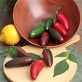 Jalapeno-Chili 'Samira® Shiny' F1