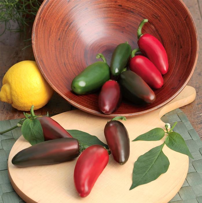 Jalapeno-Chili 'Samira® Shiny' F1