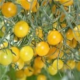 Perlen-Tomate Tomberry® 'Yellow' F1, veredelt