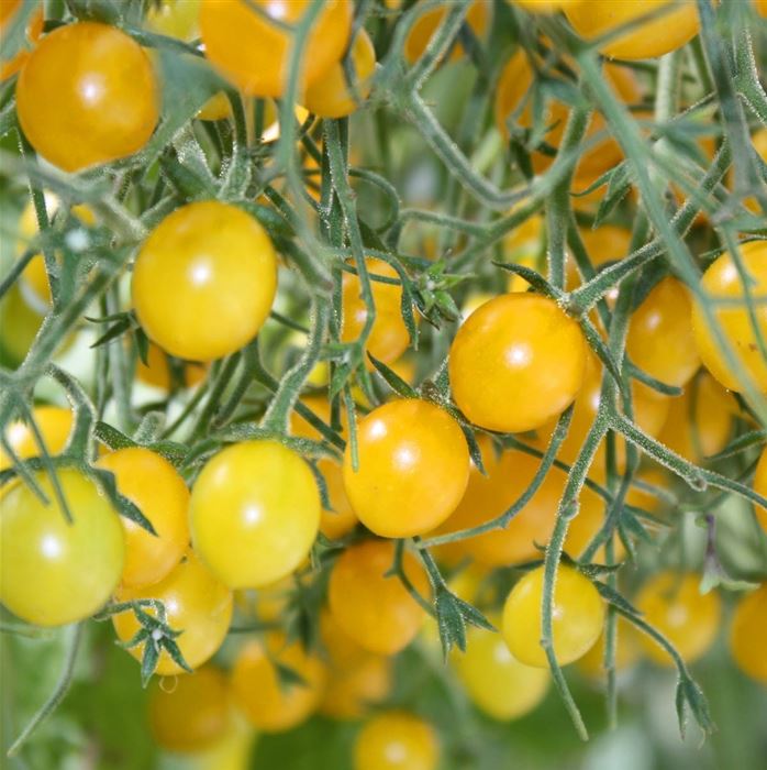Perlen-Tomate Tomberry® 'Yellow' F1, veredelt