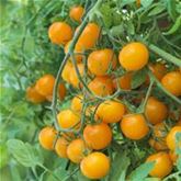 Balkon-Cherry-Tomate 'Tom Yellow' F1