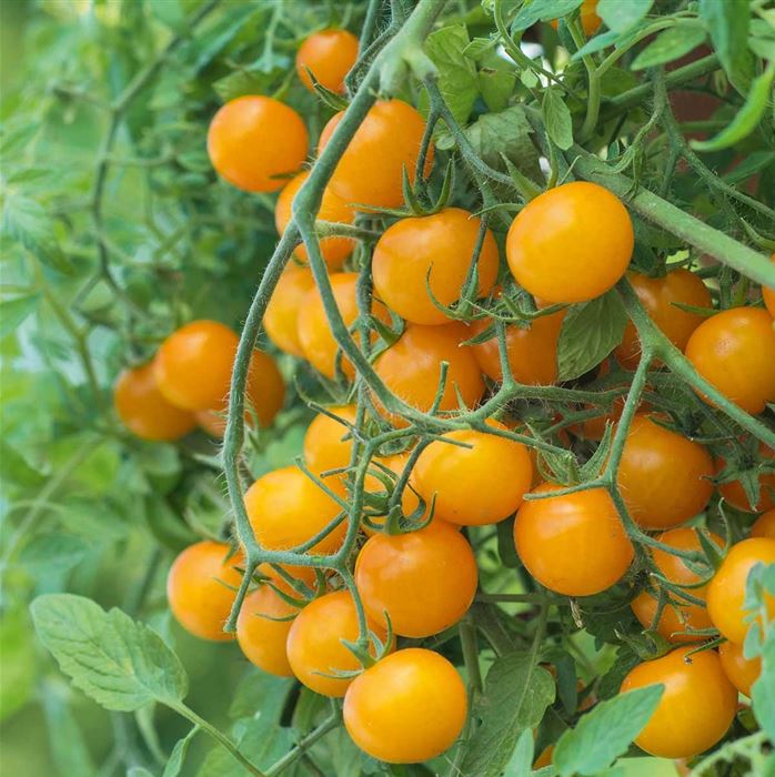 Balkon-Cherry-Tomate 'Tom Yellow' F1
