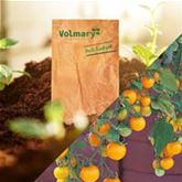 Balkon-Cherry-Tomate 'Tom Yellow' F1