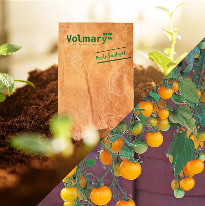 Balkon-Cherry-Tomate 'Tom Yellow' F1