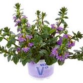 Fächerblume 'Abanico Blue'