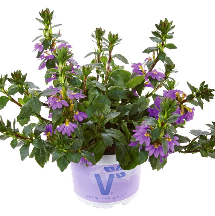 Fächerblume 'Abanico Blue'