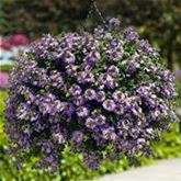 Fächerblume 'Abanico Blue'