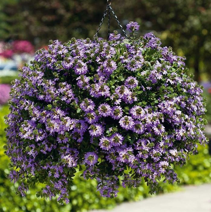 Fächerblume 'Abanico Blue'