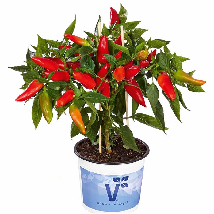 Balkonchili 'Hot Burrito'