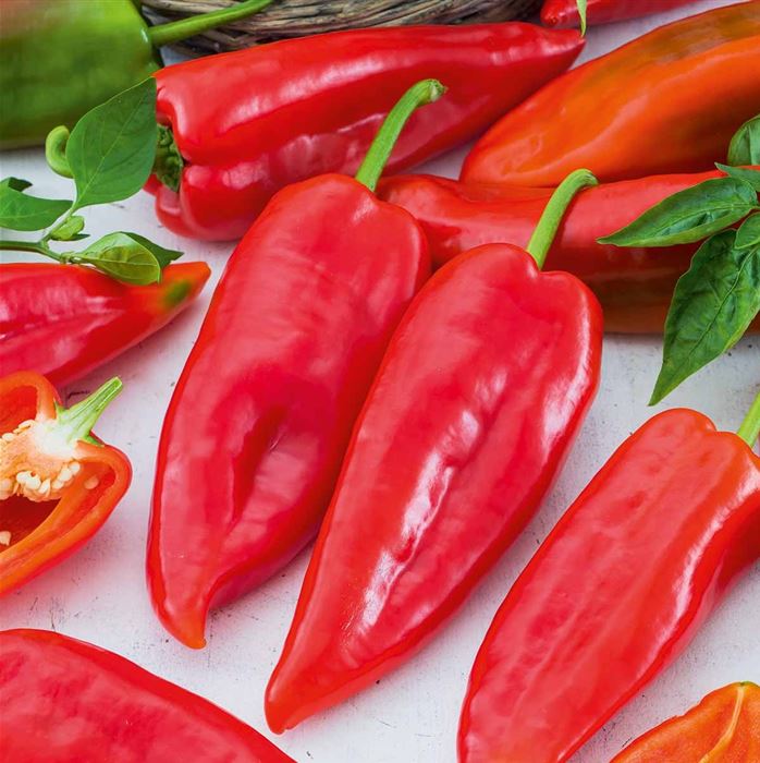 Balkonchili 'Hot Burrito'