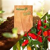 Balkonchili 'Hot Burrito'