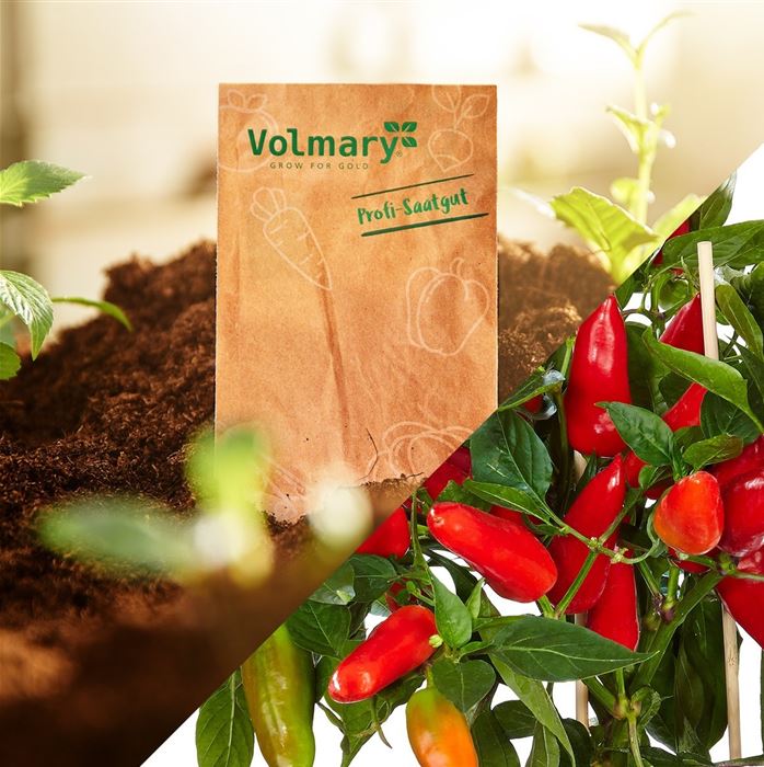 Balkonchili 'Hot Burrito'