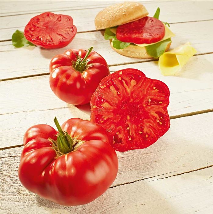 Jumbo-Fleischtomate 'Buffalosteak' F1