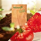 Jumbo-Fleischtomate 'Buffalosteak' F1