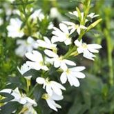 Fächerblume 'Abanico White'