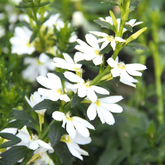 Fächerblume 'Abanico White'