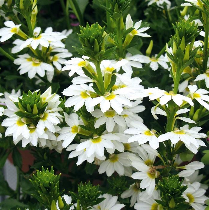 Fächerblume 'Abanico White'