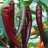 Balkon-Chili 'Hot Chocolate'