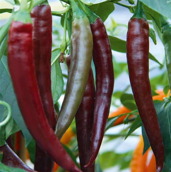 Balkon-Chili 'Hot Chocolate'