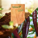 Balkon-Chili 'Hot Chocolate'